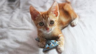 This Sweet Ginger Cat Will Melt Your Heart!