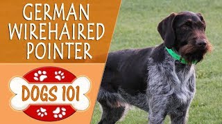 Dogs 101 - GERMAN WIREHAIRED POINTER - Top Dog Facts About the GERMAN WIREHAIRED POINTER