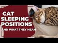 Cat Sleeping Positions and What They Mean