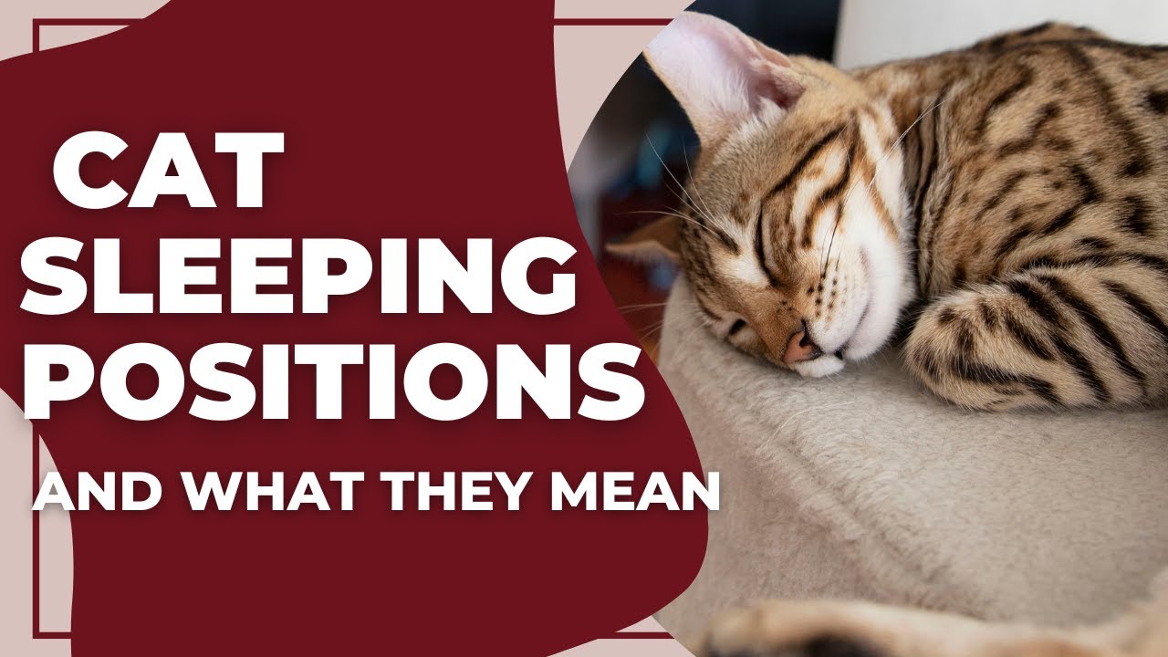 Cat Sleeping Positions and What They Mean - YouTube