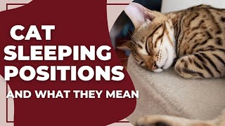 Cat Sleeping Positions and What They Mean