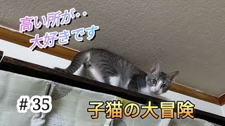 やっぱり登るよねカーテンレールの上で遊ぶ子猫#cat #猫動画