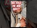 Is it TRUE that  DOGS are replacing children? #dognews  #pets #dogowner #doglover   #dogs #dogshorts