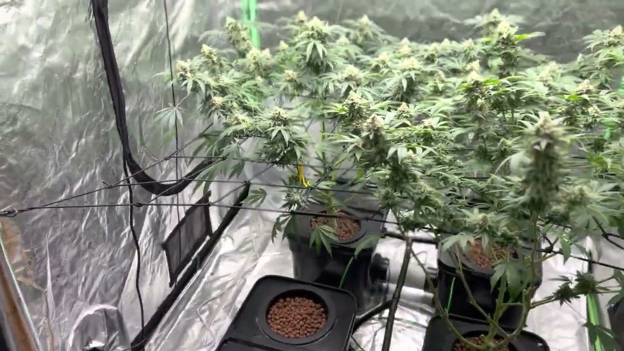 Skywalker Og Week 7 flowering stage DWC