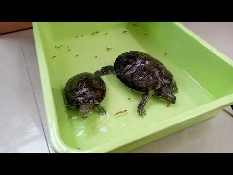 Turtle Eating ASMR