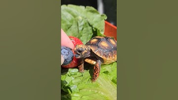 CUTEST TURTLE - Cute And Funny Turtle / Tortoise Videos Compilation#turtle #pets #cute #tortoise