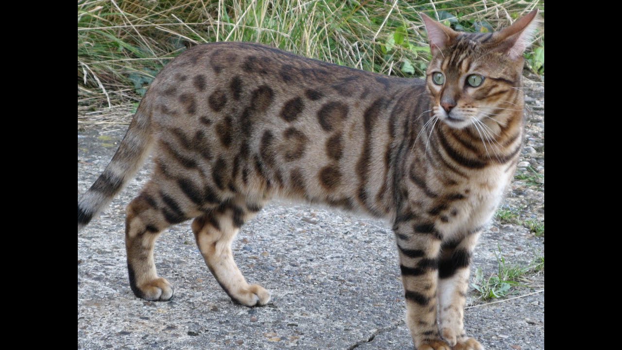 Bengal cat hunting in long grass YouTube
