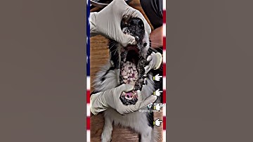 #mangoworms #mangowormsremoval #poordog #botflyremoval #veterinarian #vetmed #shorts