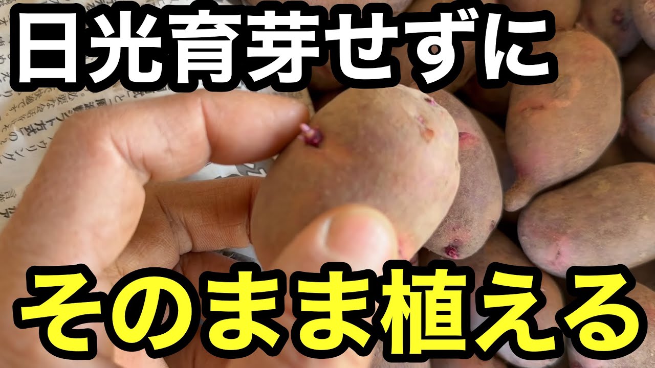 【春ジャガ栽培】買った種芋は芽出し不要でそのまま植えるのが1番簡単という説の検証実験《家庭菜園/自給農》