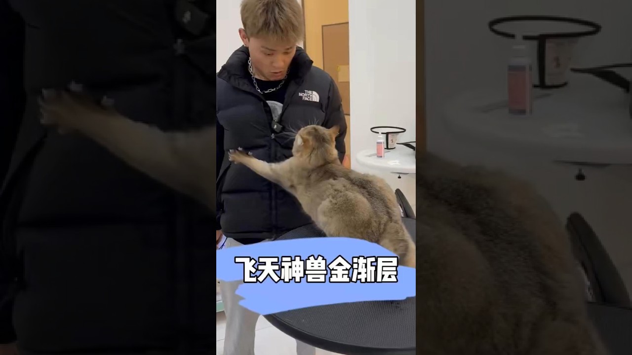 飞天神兽金渐层 #宠小哥洗护 #春日萌宠收藏夹