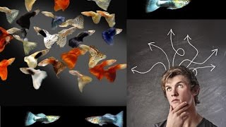 Le Guppy ? Idéal Pour Débuter
