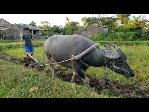 Video Con Trâu đi cày Ruộng Sâu. Con Trâu đi cày bừa. - youtube