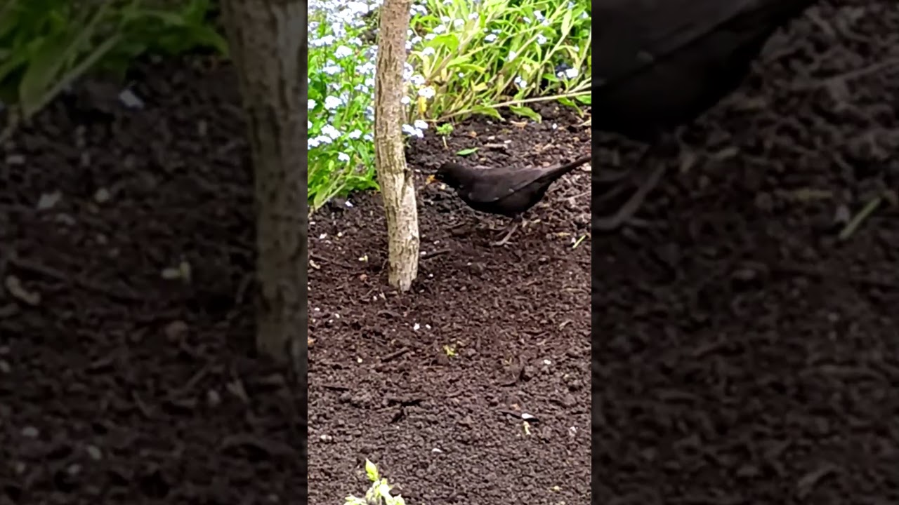 Gardening Superstar: The Feathery Feats of the Black Bird