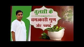 वरदान है तुलसी (Holy Basil) जानिए तुलसी के यह बड़े आयुर्वेदिक फायदे | Acharya Balkrishna