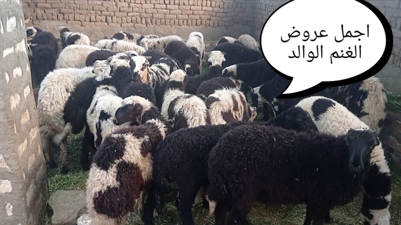 عروض النوادر نعجتين والدين عند ابو الريان بأقل الاسعار (٠١١٥٧٧٩٠٦٠١)#عروض_بيع_الاغنام 