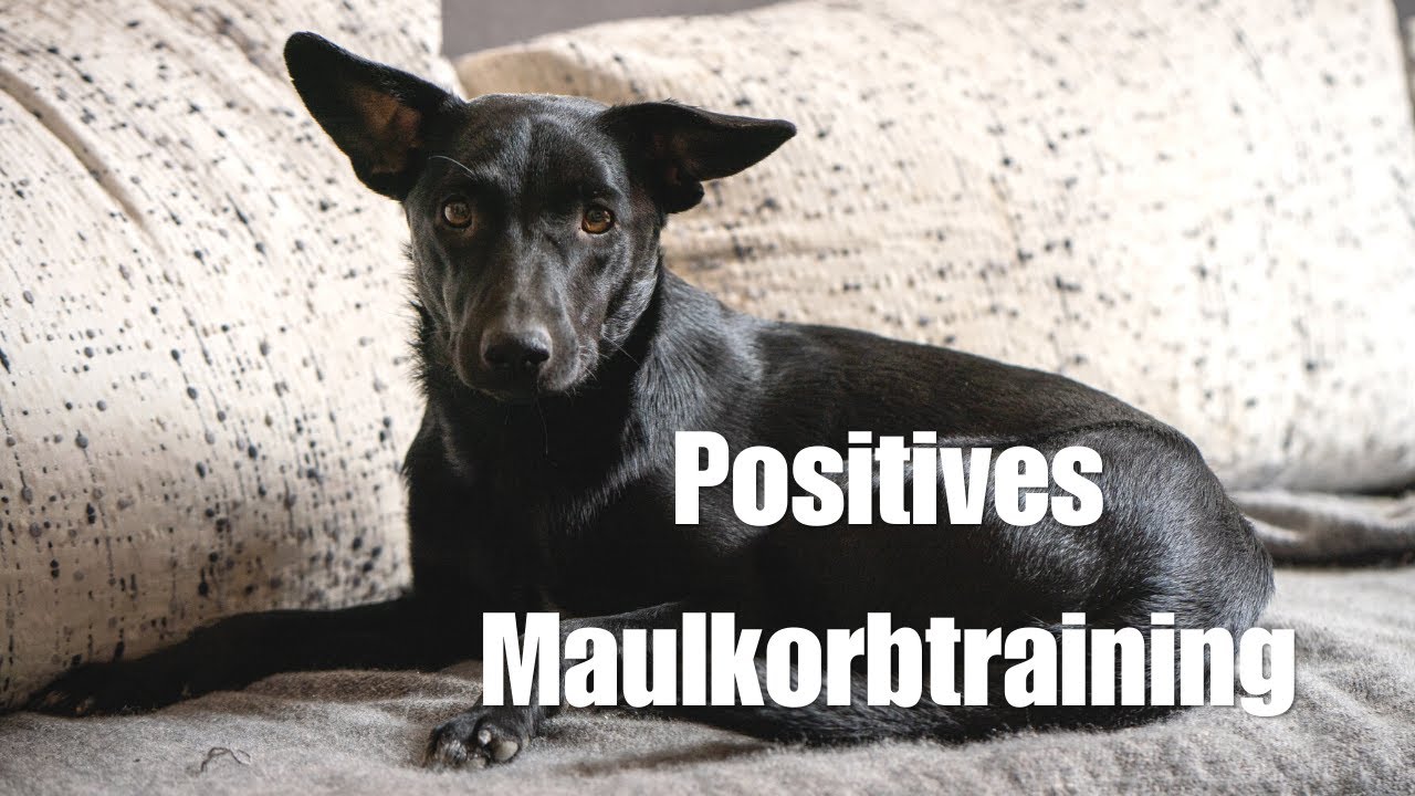 Positives Maulkorbtraining mit Pflegehund Mina (Schritt für Schritt Anleitung)