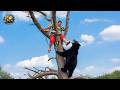 Idiots With Chainsaws: Tree Cutting Fails | Extreme Dangerous Trees Falling On Houses #5