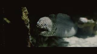 Unofficial Aquatic Visualizer (Blind by Overgrown)