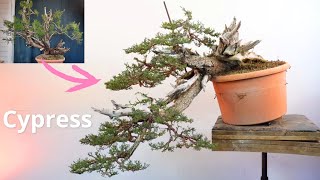 Il bonsai è l'insieme di tecniche applicate negli anni sullo stesso albero #bonsai #yamadoribonsai by Michelangelo Bonsai 2,783 views 1 month ago 9 minutes, 40 seconds