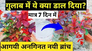How to get maximum growth & branches on rose plant.Rose plant growing tips.Best fertilizer for rose.