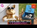 💎 18 najlepszych gadżetów z AliExpress Cuda na patyku #11 Pomysł na prezent #31