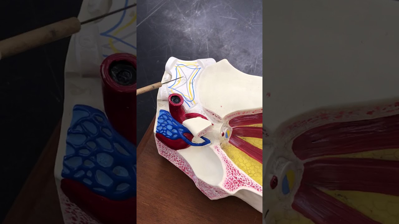 GUIDED VIDEO: Eye/Facial Model