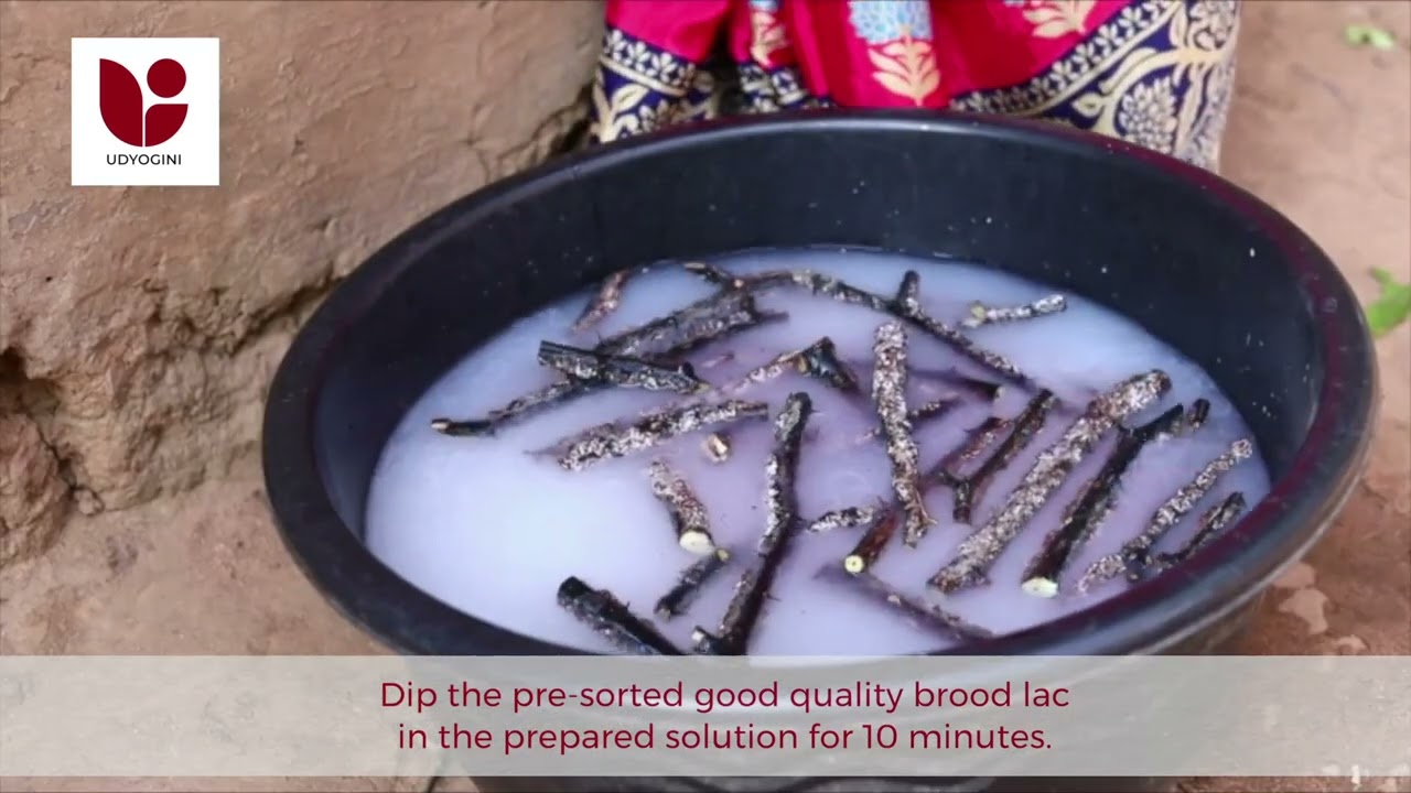 laah ki kheti , jharkhand.