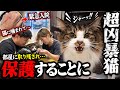 【緊急保護】飼い主が猫に噛まれ入院…部屋に取り残された猫を救出しました。