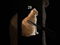 Please Cat, JUST STOP LOOKING BACK AT ME
