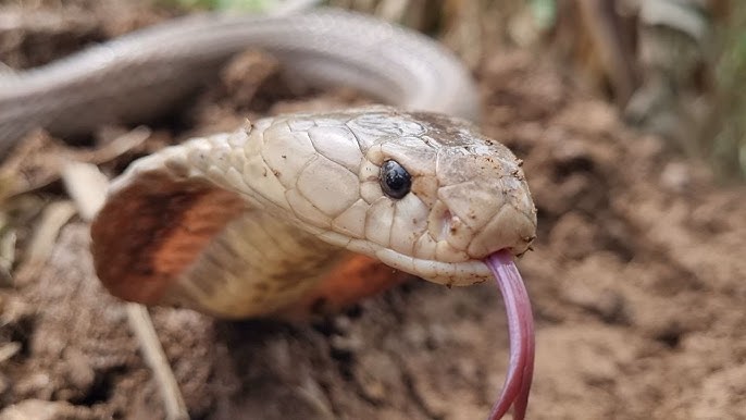 Tập 303 : Cô Chủ Ruộng Đứng Chết Trân Khi Thấy Con Hổ Mang Chuẩn Bị Tấn  Công Cô| Mười Thương Săn Bắt - YouTube