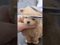 こんなに小さい子犬を羊さんカットするよ/ Sheep-inspired haircut! #shots