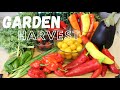 Balcony Garden Harvest | Growing in Containers