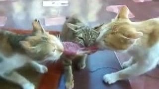 Три Кота и Кусок Мяса, Перетягивание, Прикол Три Кота и Кусок Мяса, Перетягивание, Прикол