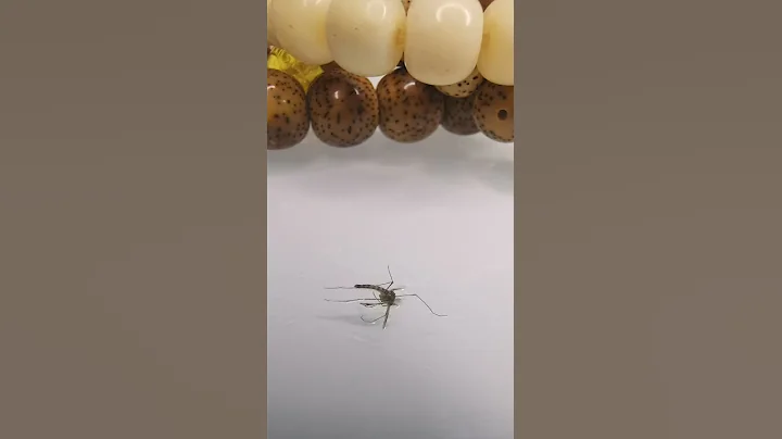 整死蚊子的100種方法，第一種風油精 - 天天要聞