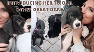 BRINGING HOME OUR NEW GREAT DANE PUPPY