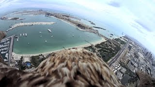 Flying eagle point of view #7 (The Dubai Palm Island)