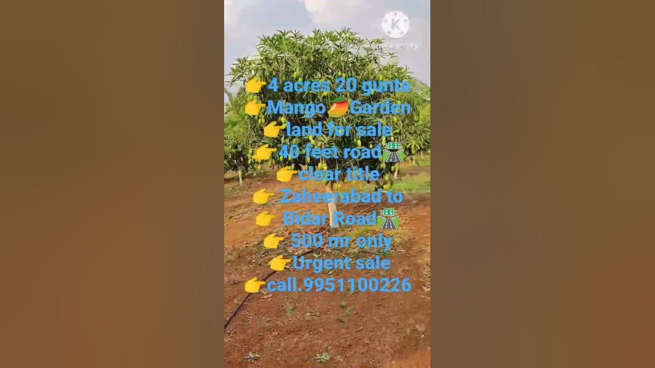 4-acres-20-gunta-mango-garden-land-for-sale-nyalkal-mandal-65-lakhs