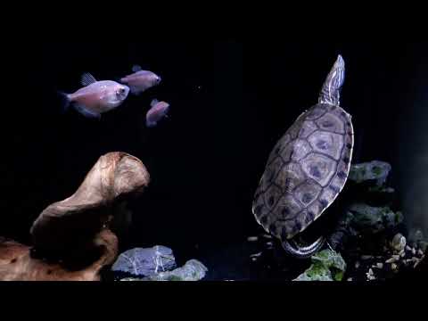 Turtle waking up from Sleep | Finally Caught my Turtle Sleeping