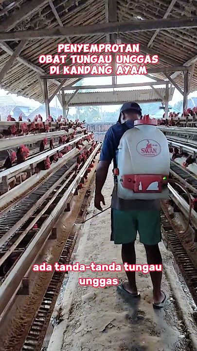 Penyemprotan Gurem Tungau Unggas  #ternakayam #viral #caraternakayam #ternakayamkampung #shorts
