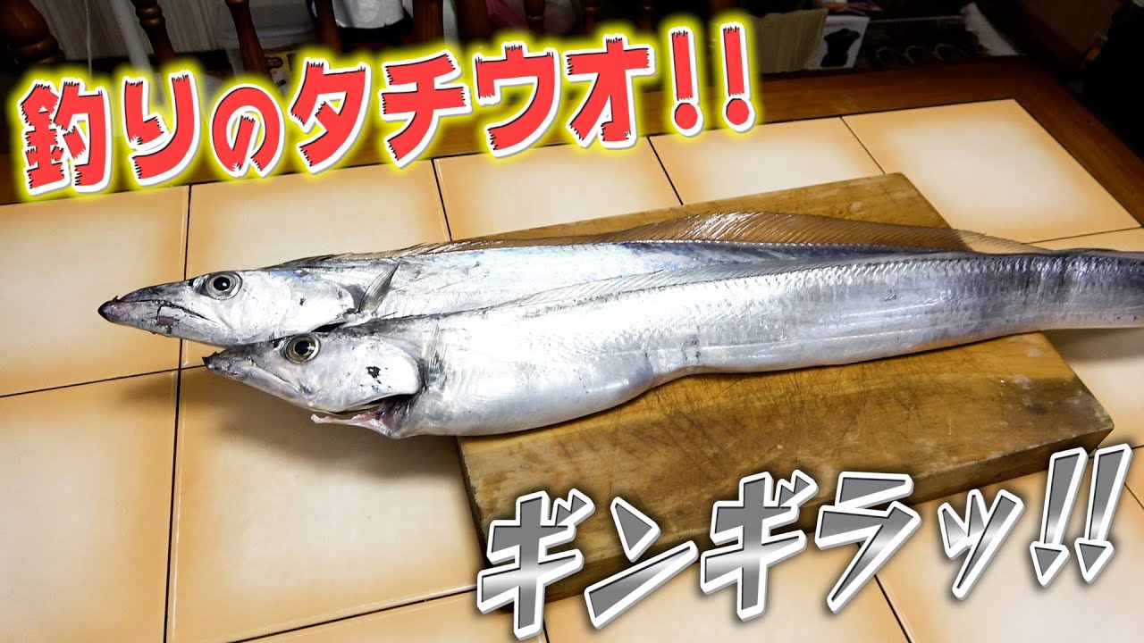 会長が釣ってきてくれたおっきなタチウオ 超新鮮な状態で食べてみたら感動モノでした Youtube 会長が釣ってきてくれたおっきなタチウオ 超新鮮な状態で食べてみたら感動モノでした Youtube