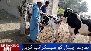 Natural Animal Mating || Crossing b/w a cow and Ox || Usman Speak