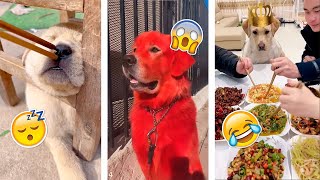Funny TIKTOK Doggos - Most Viral Dogs Compilation #2