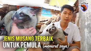 INI DIA JENIS MUSANG TERBAIK & TERJINAK UNTUK PEMULA! (menurut saya)  #SAWAN