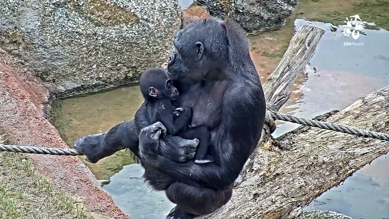 Rezervace Dja: gorily ve venkovní expozici