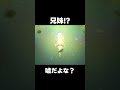 【原神】これは夢なのか?【攻略解説】#shorts #げんしん #原神 #genshinimpact #花神誕祭 #ナヒーダ