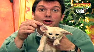 Zoboomafoo with the Kratt Brothers! HD | Full Episodes Compilation