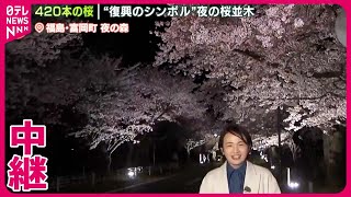 【420本の桜】“復興のシンボル”「夜の森の桜並木」