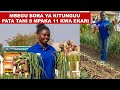 KILIMO CHA VITUNGUU MAJI I MBEGU BORA I PATA TANI 8 MPAKA 11 KWA EKARI