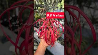 thanks for 9.8M views.various types of Tilandsia//Air plants//
