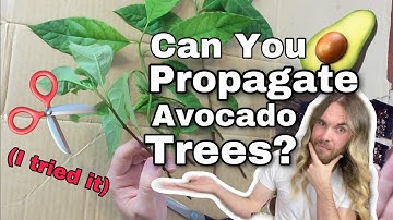 I Tried To Propagate Avocado Tree Cuttings - Can You Grow Avocado Trees From Cuttings?
